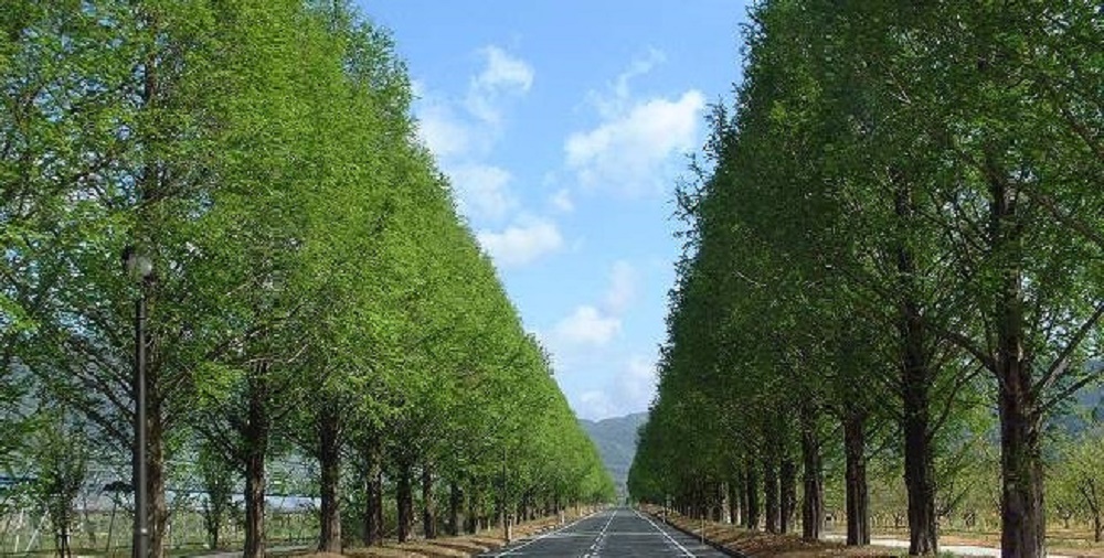 奥琵琶湖　新緑のメタセコイア並木